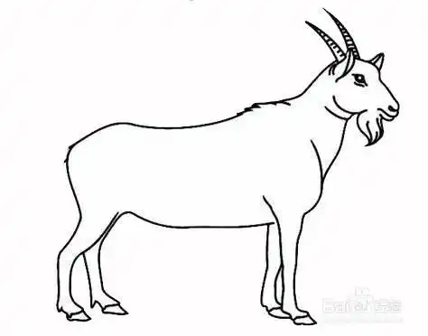家养山羊的简笔画