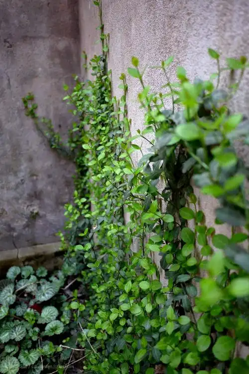 小叶扶芳藤,2014年3月17日,黄冈青砖湖基地.喜欢爬墙的常绿藤本.