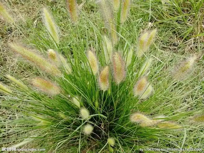 毛草小草野草图片