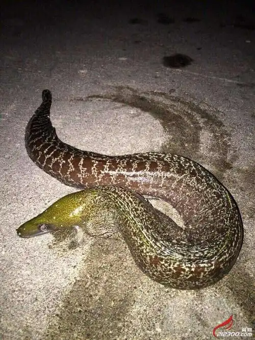 有谁知道这是什么怪物,朋友野糖钓鱼钓上来的.