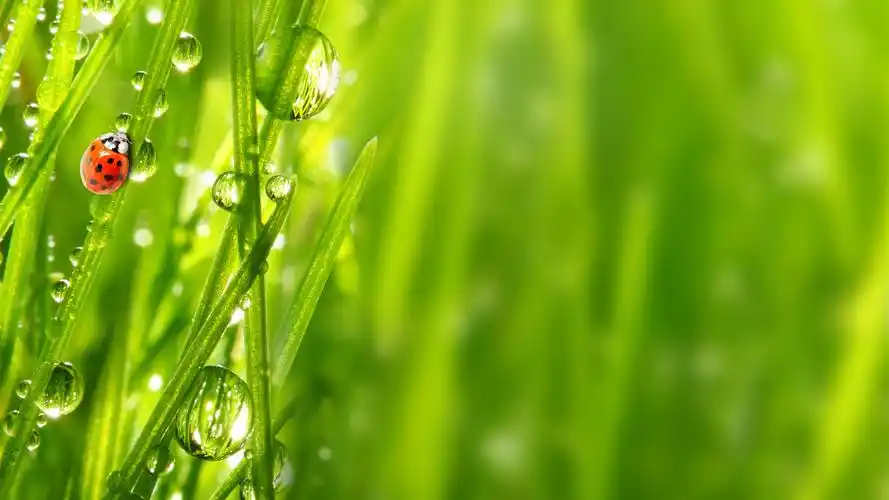 瓢虫,绿草,水滴 iphone 壁纸