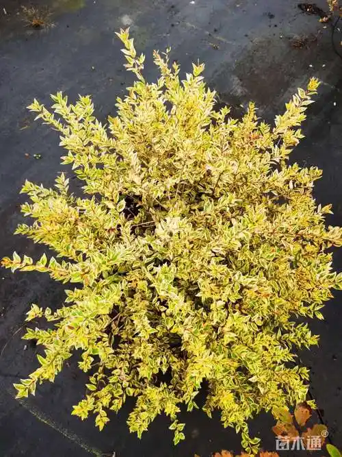 高度15厘米花叶香桃木