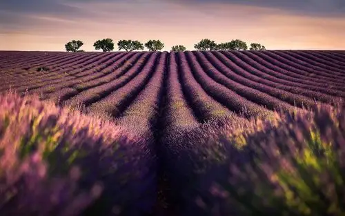 壁纸 薰衣草田,花