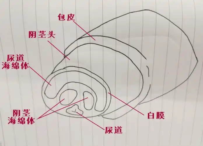 当性兴奋或者外生殖器局部受到刺激时,海绵体内血管窦充血量增加.