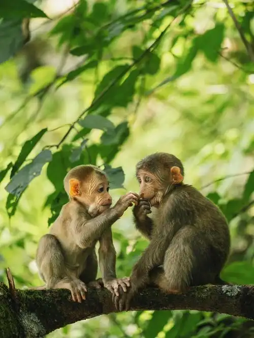 梵净山的小猴子简直太可爱了