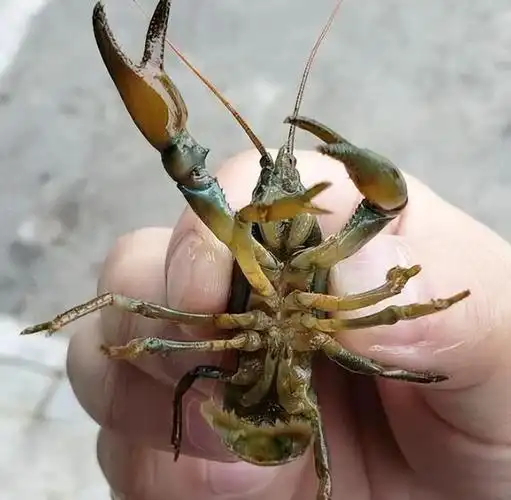 分析关于"蝲蛄:人称"东北小龙虾",比小龙虾更美味