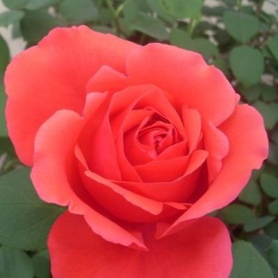 绯扇大红花月季花苗四季开阳台盆栽玫瑰花浓香花卉植物花朵特别大