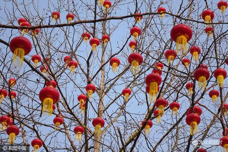 青岛树上挂满红灯笼犹如腊梅花开