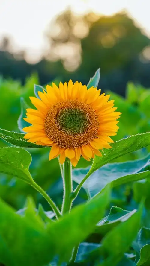 灿烂热情的向日葵