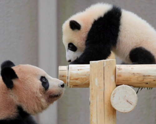 旅日熊猫宝宝彩浜首次户外亮相卖萌吸粉