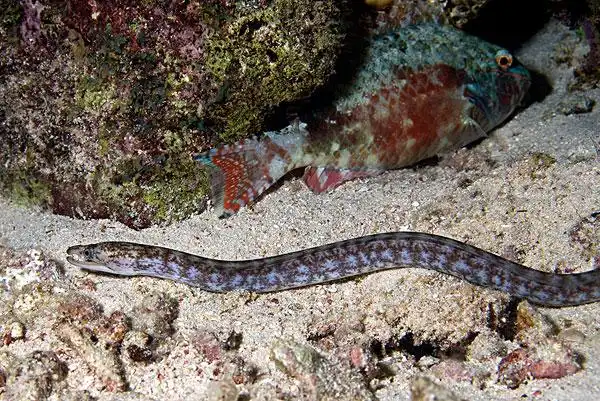 海鳗,鳗鱼,室外,礁石,猎捕,夜晚,鹦嘴鱼,卧,安静,背景,海洋,水族箱,荷