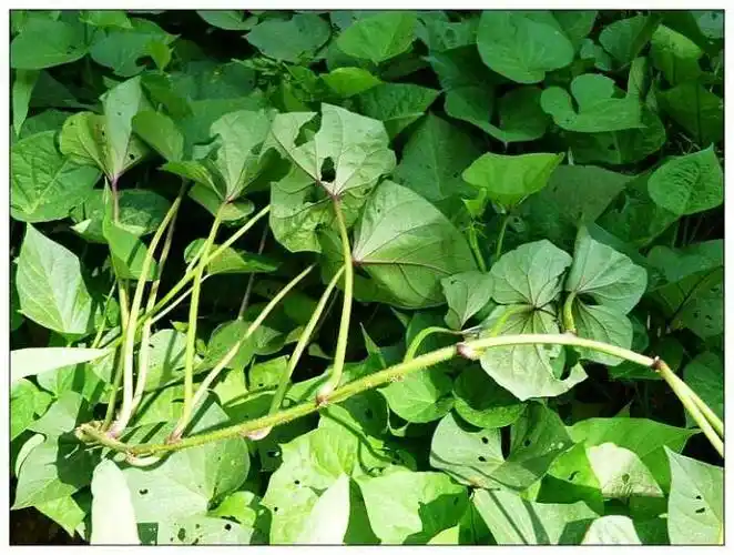 红薯藤的功效与营养