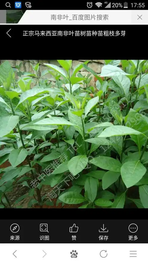 展开全部 南非叶 南非叶在我东南沿海地区被称为"将军叶",是由于它