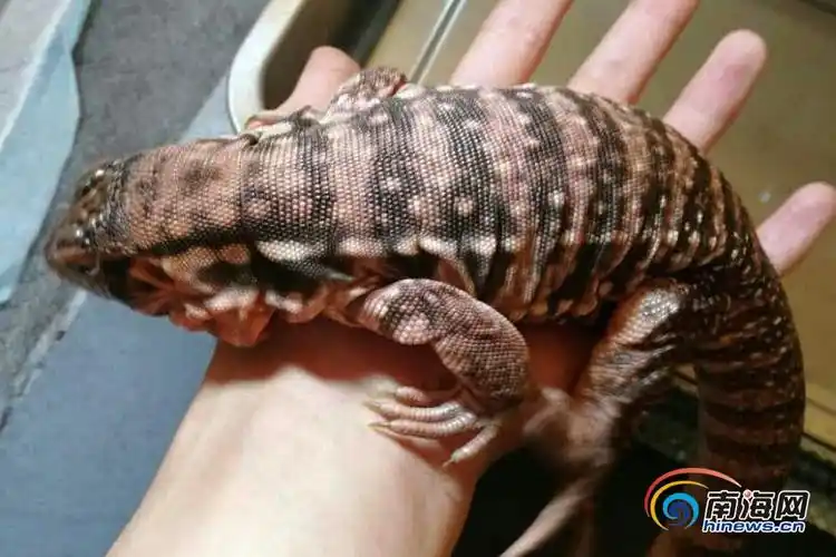 查获的红泰加蜥蜴.省森林公安供图