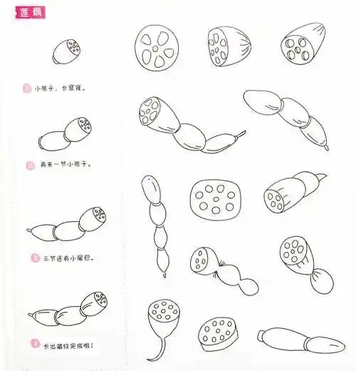 莲藕简笔画 莲藕怎么画