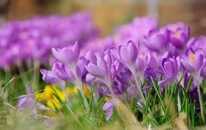 番红花开完花后怎么办,一年能开几次花