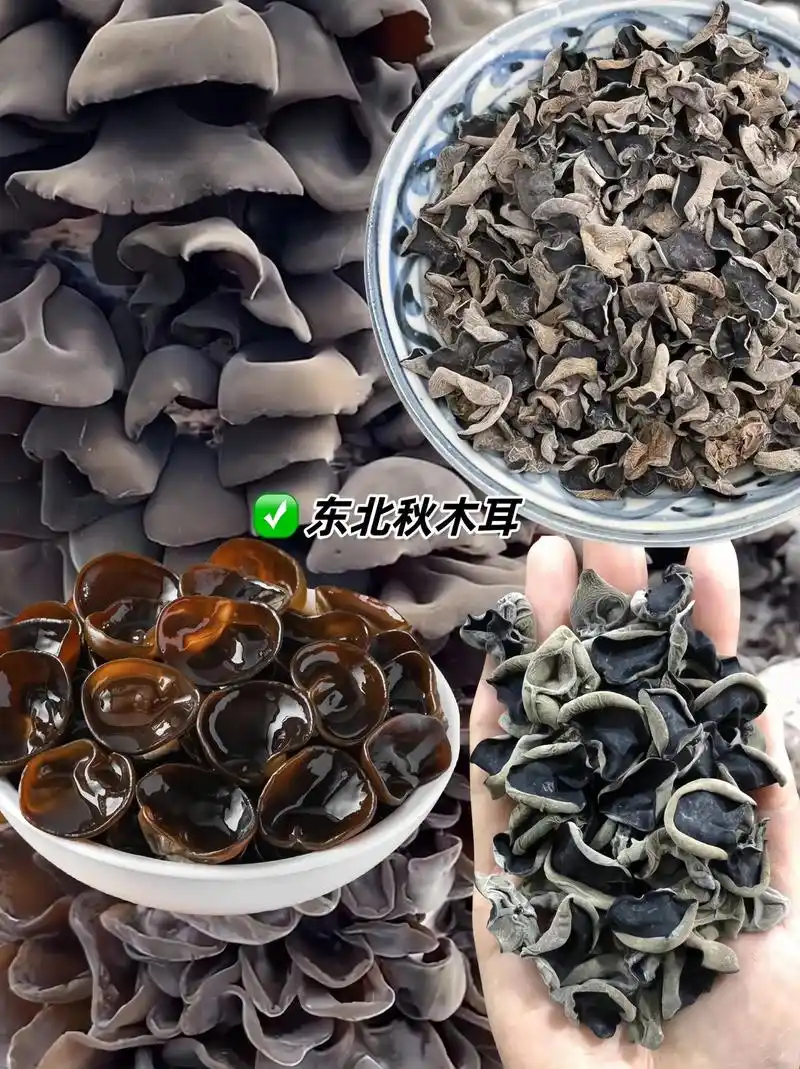 东北秋木耳