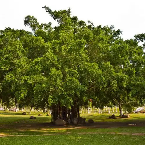 菩提种子 毕钵罗树 印度菩提树 佛树觉树道树 菩提树种子 易种植