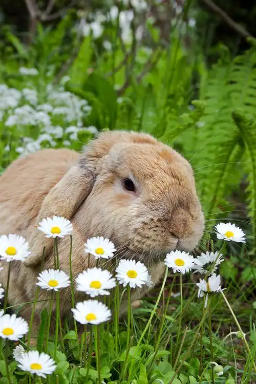 兔子,吃,白色,花,草坪