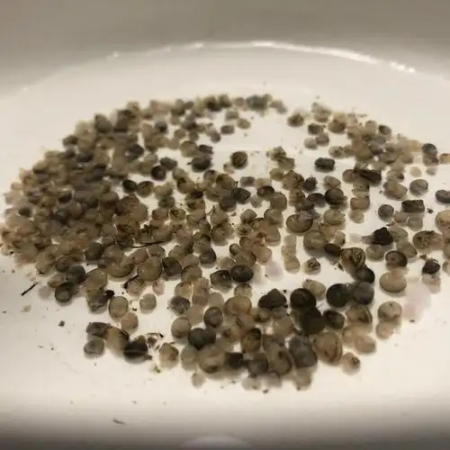 (密恐慎入)田螺泡着泡着生崽了