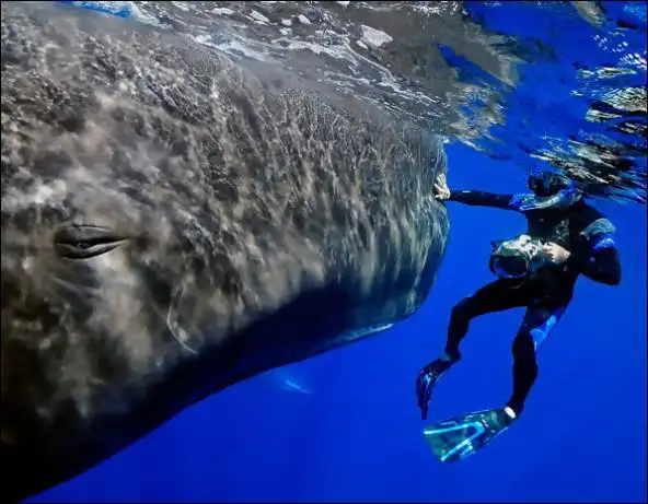 摄影师拍人鲸共舞罕见场面(图)