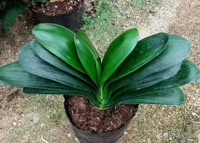 细叶君子兰(君子兰有什么品种)