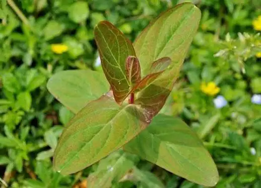 元宝草图片元宝草的功效与作用