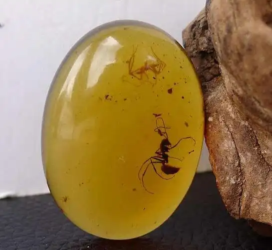 蜘蛛大战蚂蚁,这块虫珀个头还真不小