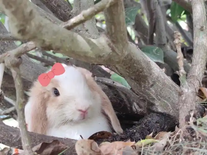 养兔一个月啦*66((707870))66*