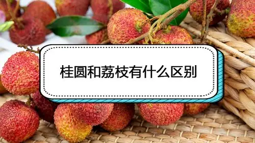 桂圆和荔枝有什么区别