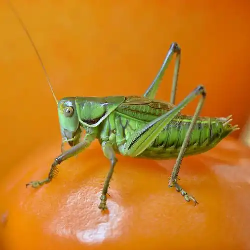 冬季里的鸣虫蝈蝈