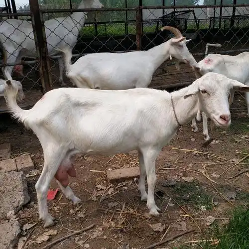 奶山羊养殖饲养管理 纯种奶山羊价格奶山羊小羊羔批发