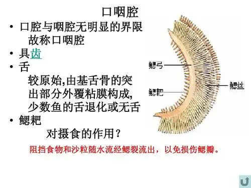 动物学实验九-鲫鱼解剖ppt