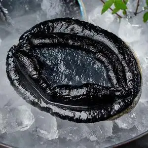 新西兰进口黑金鲍450-550克 高档海鲜超大鲍鱼 新鲜野生刺身