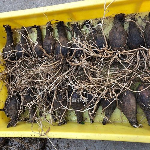 金色彼岸花忽地笑中国石蒜种球金黄色橙色叶片宽好养护耐寒耐热多