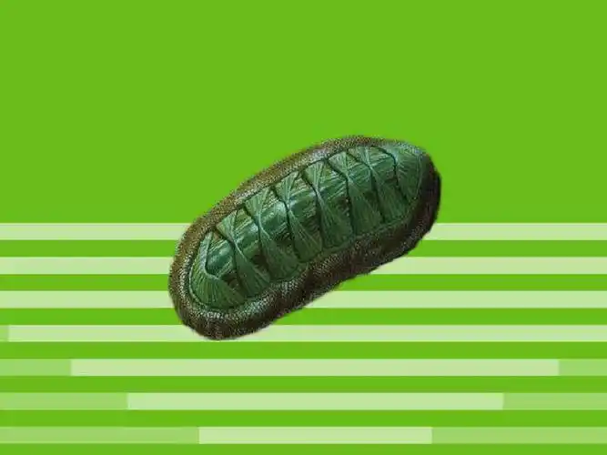 「秒懂百科」原来函馆锉石鳖长这样