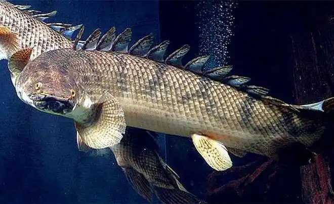 黄金恐龙王鱼大型古代鱼观赏鱼