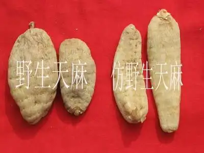 野生天麻和养殖的天麻有什么区别