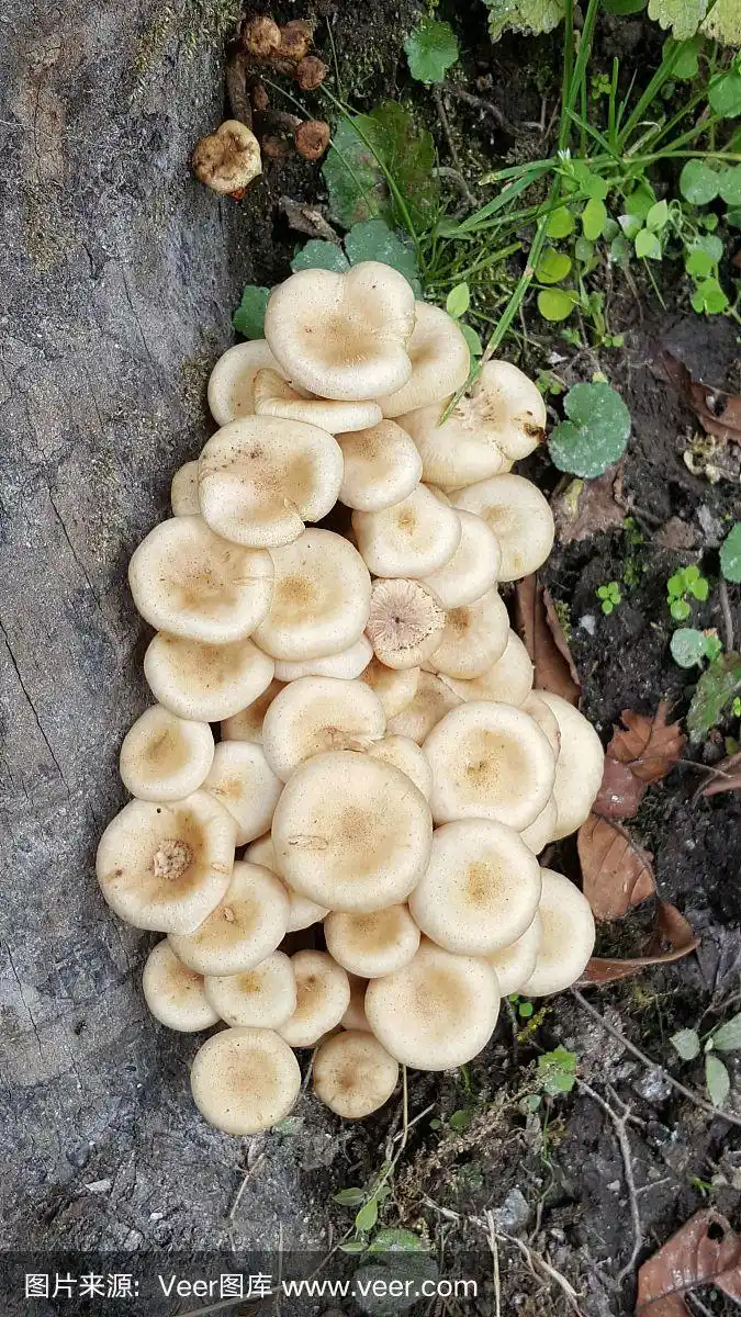 地上的野生白蘑菇.