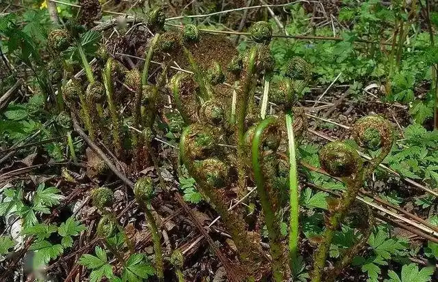 延边山野菜大军组团上市快来尝鲜