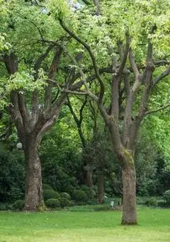 它清新自然,它代表健康温馨,象征着纯洁的友情,它就是樟树,又称香樟树