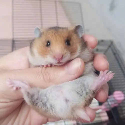 家里金丝熊喜当妈