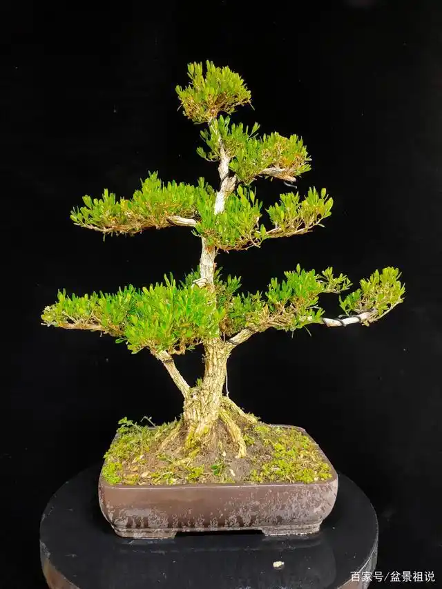 半成品的黄杨盆景,有人懂欣赏吗?