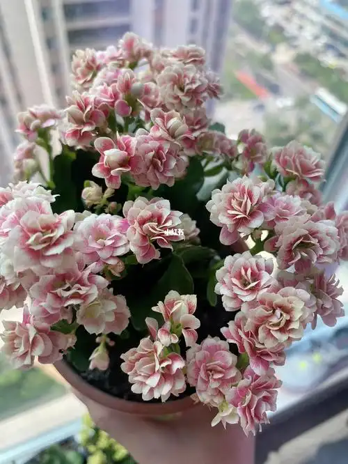 长寿花之安娜公主