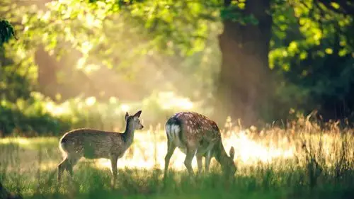 森林中的可爱小鹿高清唯美摄影图片桌面壁纸