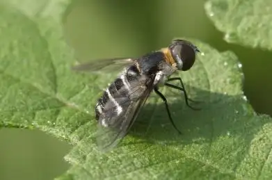 停栖在树叶上的寄生蝇