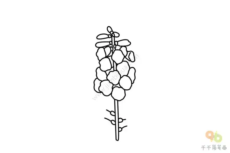 花朵简笔画鲁冰花画法