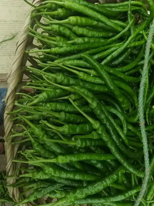 8号转皮线椒万亩基地