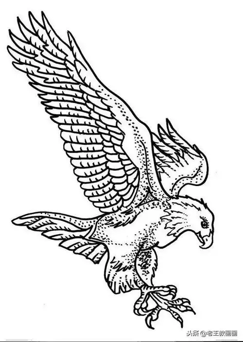 每次孩子看到展翅飞翔的老鹰,都会对妈妈说,老鹰应该怎么画?