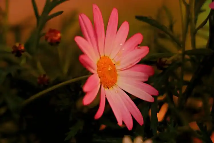 一朵粉红的小雏菊